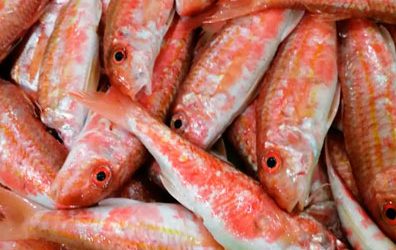 Pescados y mariscos Edu